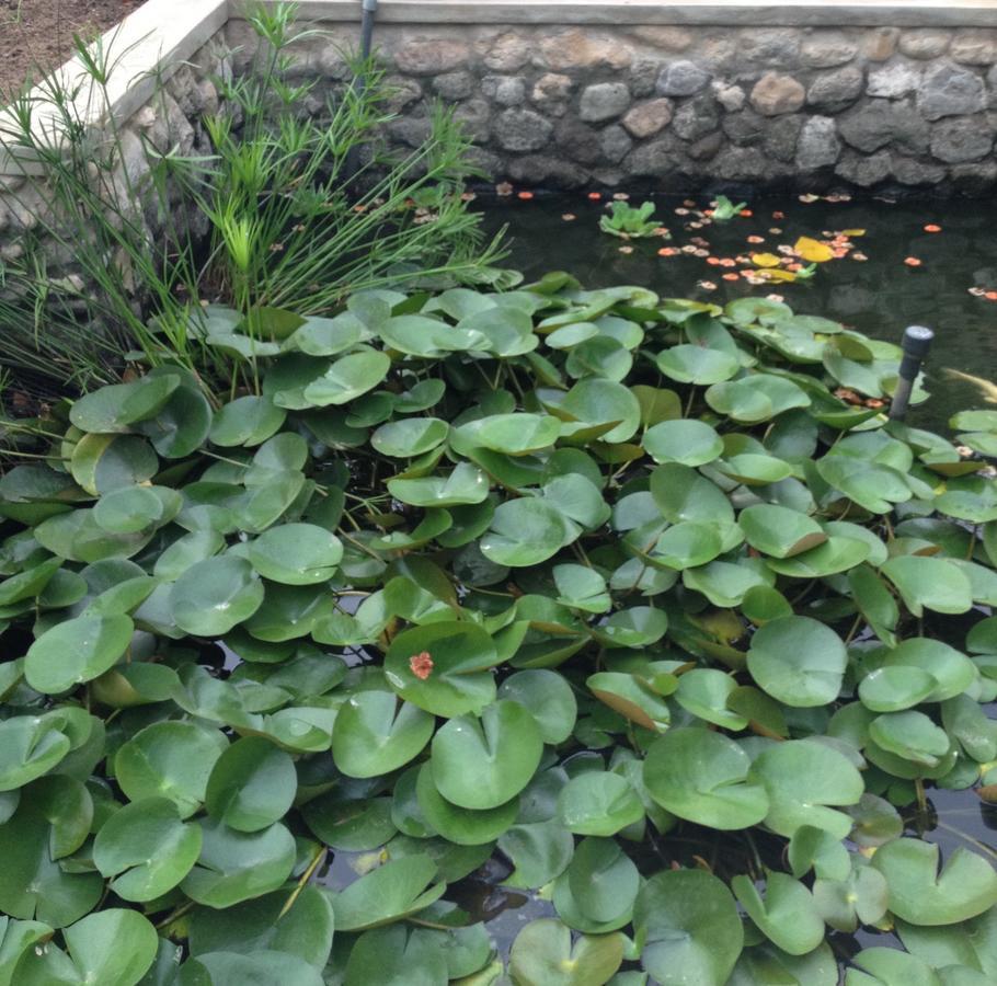 Garden Roomz Oman Muskat Bagian luar foto