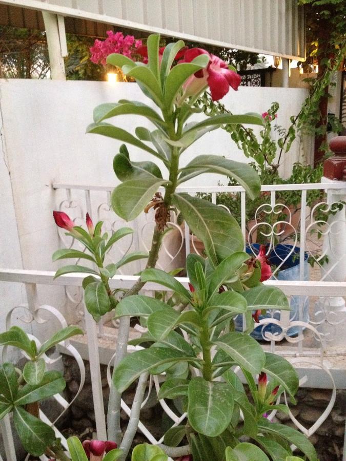 Garden Roomz Oman Muskat Bagian luar foto